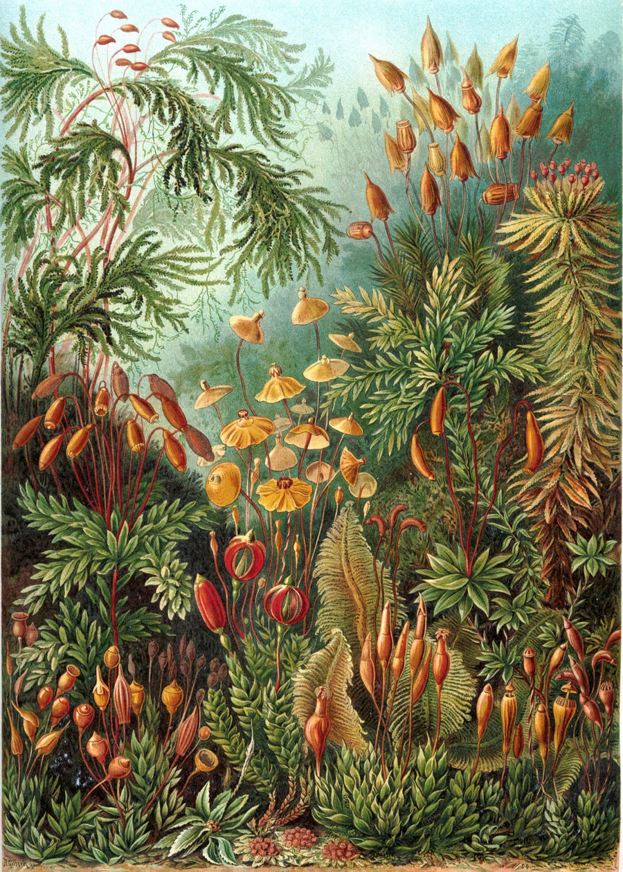 Socks by Haeckel (Mushrooms) | Painted